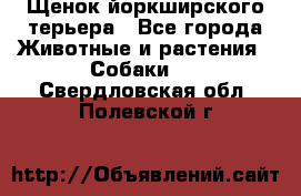 Щенок йоркширского терьера - Все города Животные и растения » Собаки   . Свердловская обл.,Полевской г.